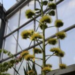 アガベベネズエラ