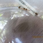 ヒメマルカツオブシムシ