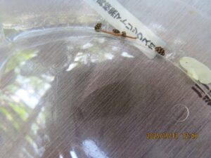 ヒメマルカツオブシムシ