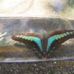 アオシジアゲハ