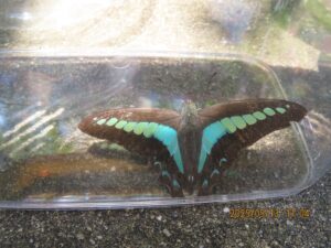 アオシジアゲハ