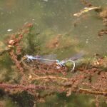 クロイトトンボの交尾