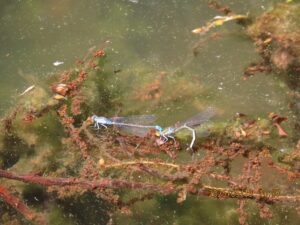 クロイトトンボの交尾