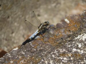 シオカラトンボのメス