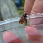 チュウレンジハバチ