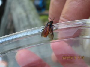 チュウレンジハバチ