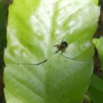 ヒメクロオトシブミ