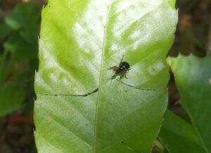 ヒメクロオトシブミ