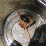 オオヒラタシデムシ