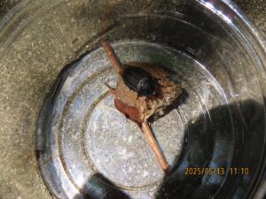 オオヒラタシデムシ