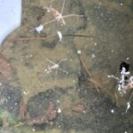 水面に浮かぶアメンボ