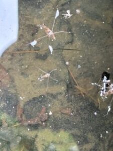 水面に浮かぶアメンボ