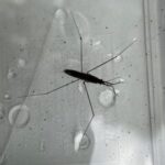 ハネナシアメンボ(推定)