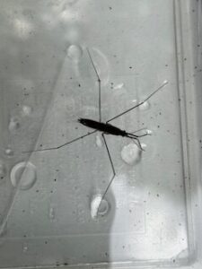 ハネナシアメンボ（推定）