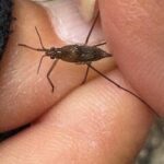 ハネナシアメンボ(推定)