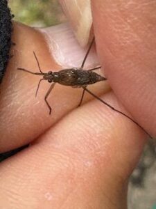 ハネナシアメンボ（推定）